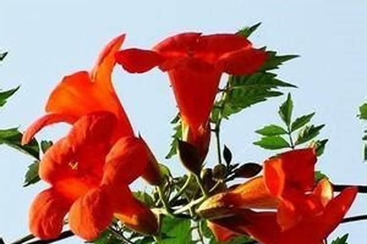 凌霄花春季如何施肥 几月份施肥比较好