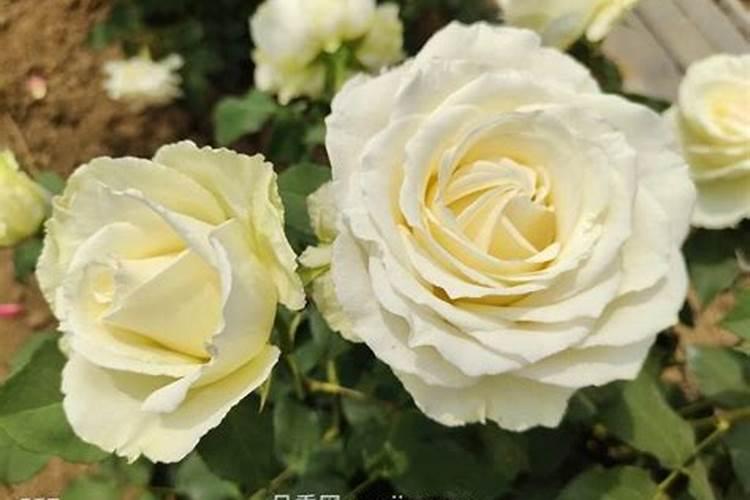 碱性肥料是哪些