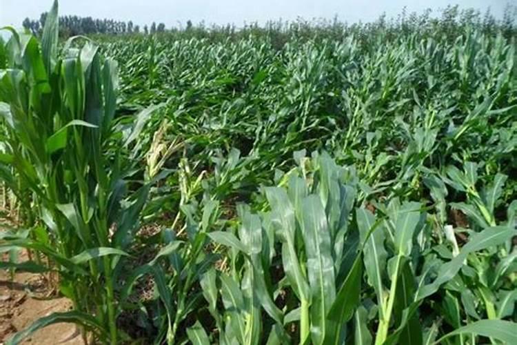 玉米授粉灌浆期用什么肥好