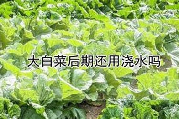 大白菜寒露后怎样浇水
