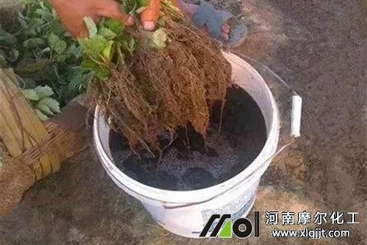 怎样检验铵态氮肥
