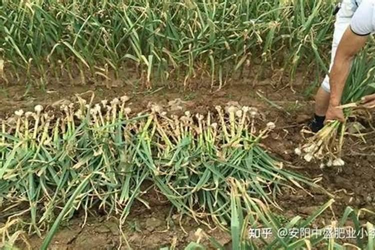 大蒜底肥用什么肥料