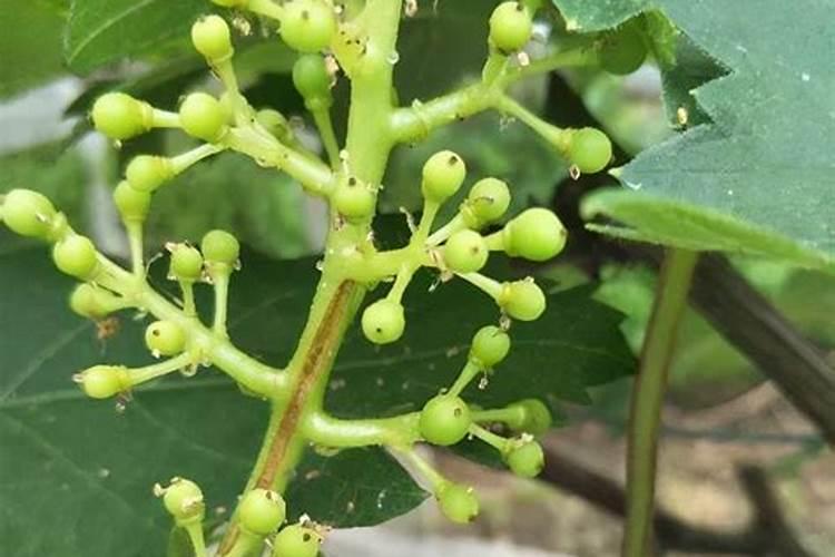 红糖加小苏打喷蔬菜