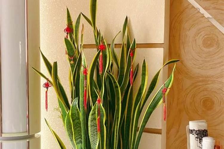 大叶兰花的养殖方法和注意事项