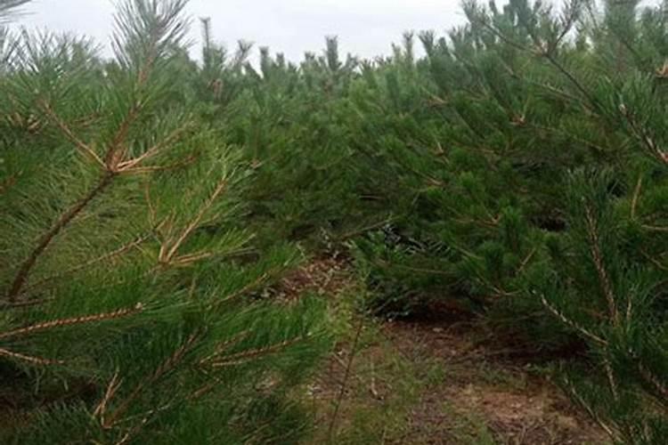 油松种子育苗方法