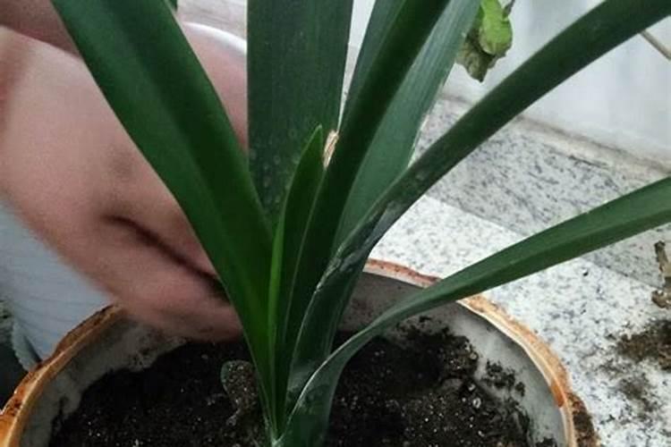 NPK三种化肥的作用分别都是什么？