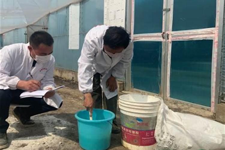 月季最好的肥料是哪种