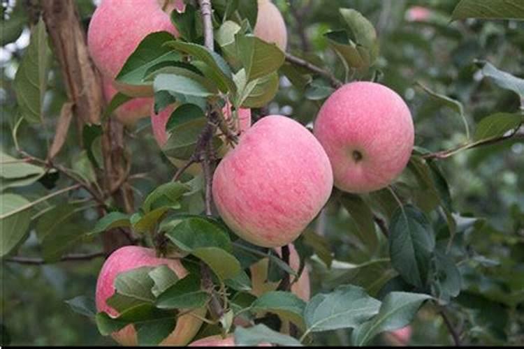 沙糖桔花蕾期,应做好什么管理工作