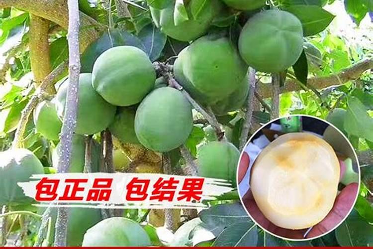 萝卜种植:白萝卜怎么样施肥好