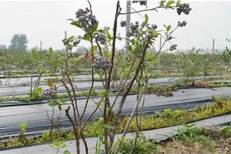如何选择有机肥料中全磷最合理的测定方法
