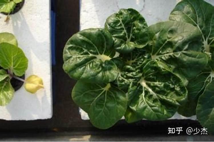 全国最大腐植酸生产厂家