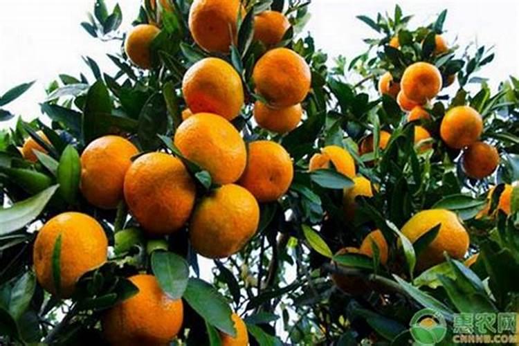 种蔬菜用什么肥料好