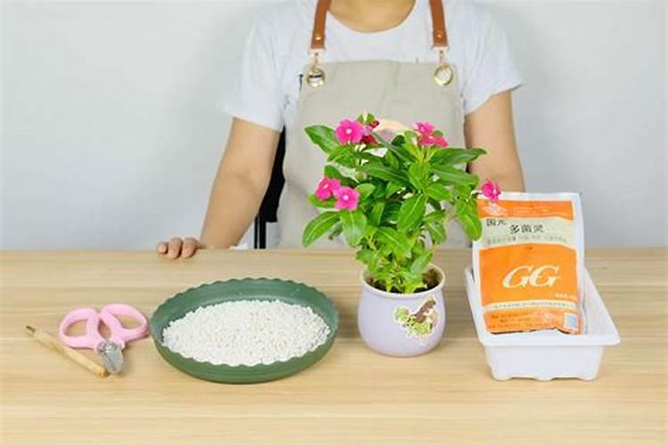 催花用什么肥料好,怎么施肥