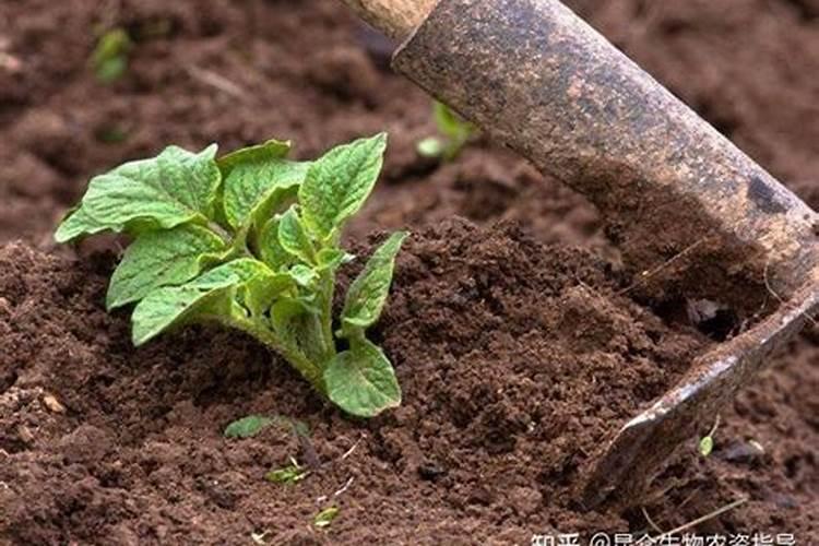 硼肥在什么时候喷施好