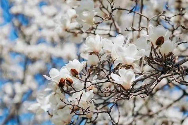 火龙果种植方法及肥水、土壤管理重点