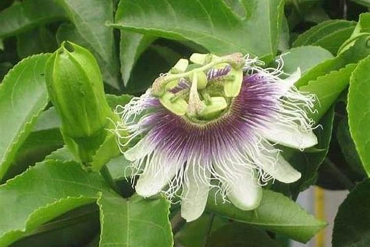 百香果怎么促花芽分化