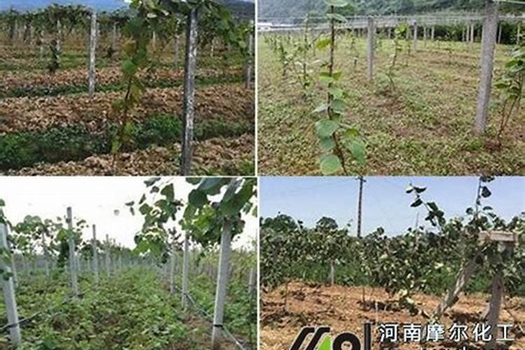 磷酸二氢钾适合天竺葵吗 用什么肥料好