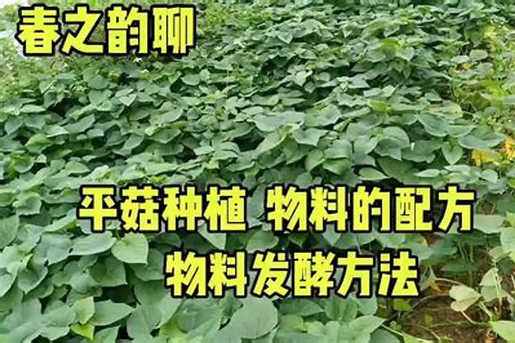韭菜叶子发黄枯萎怎么处理