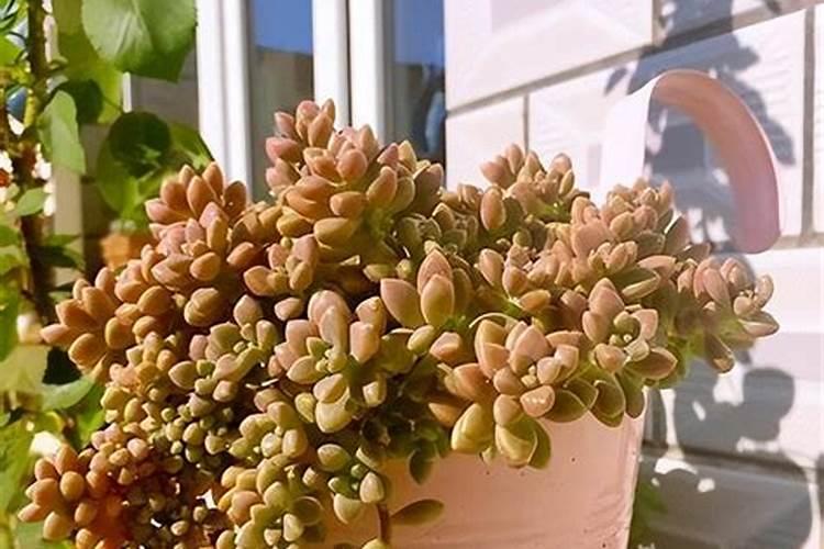 水里加什么延长鲜花插花水里放什么活得久