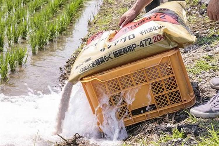 直播水稻什么时间施钾肥二次除草什么时候最好怎么管理？