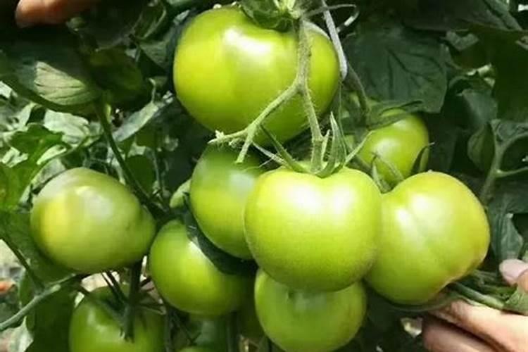 芸苔素浸泡水稻种子发黄会有影响吗？