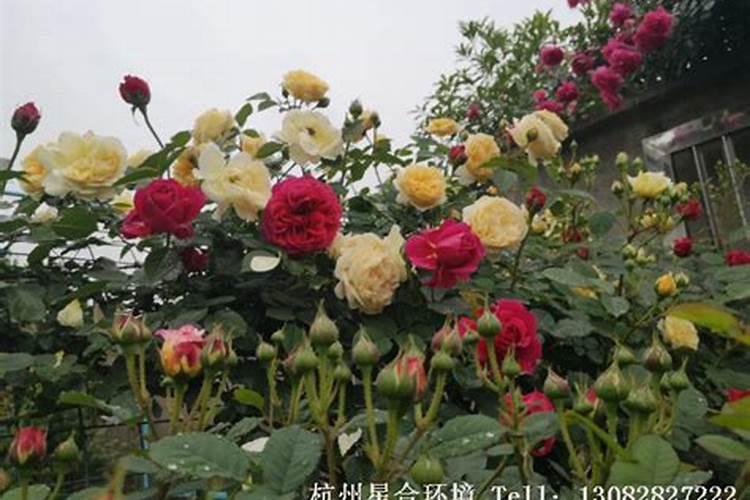 磷酸二氢钾对花的作用