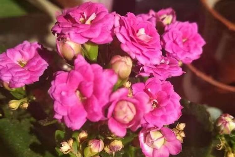 白掌换盆后多久浇水