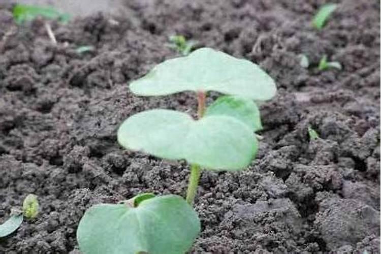 芸苔素内酯使用于水稻时候需要注意什么？