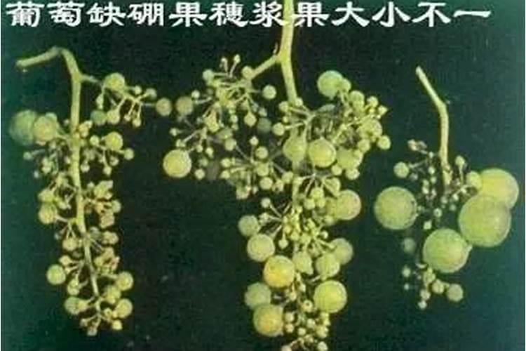 硼锌铁镁肥的用法用量