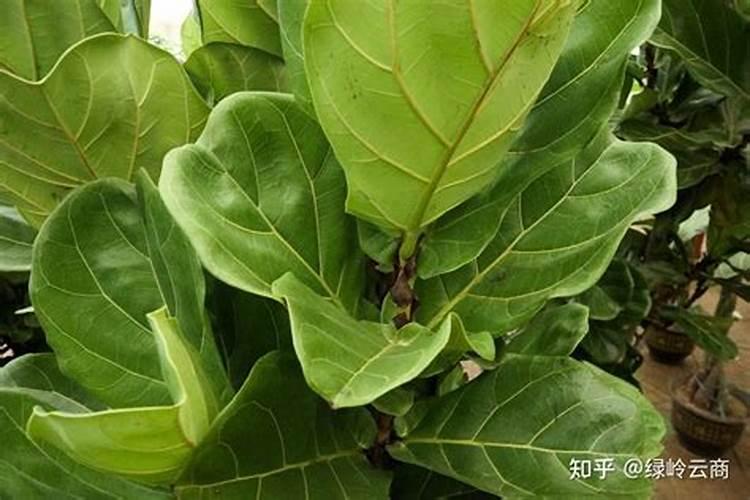 柑橘苗叶面肥施药方法