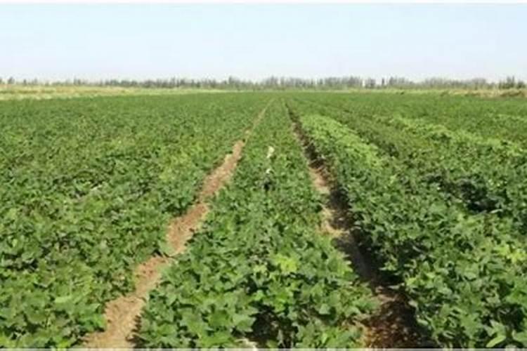 葡萄叶子发黄怎么办