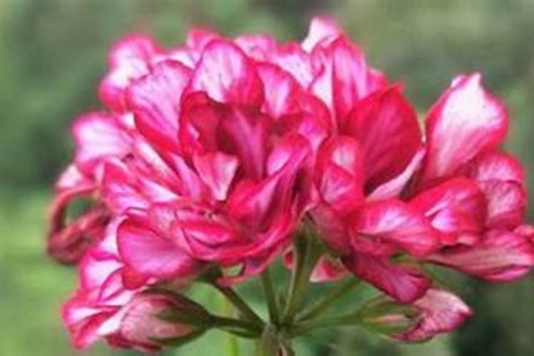 黄瓜怎么施肥才能高产,黄瓜施用肥料的常用方法