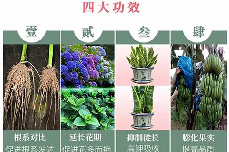丹桂怎么种植怎样浇水