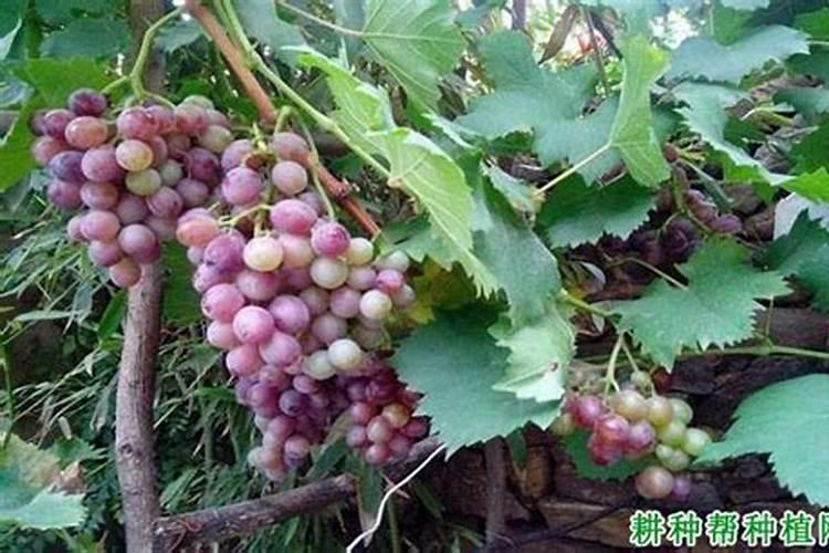 柑橘施肥