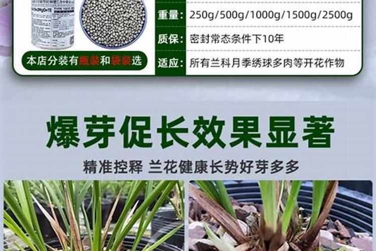 夏季兰花浇肥都有哪些注意事项