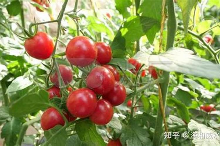 西红柿打什么叶面肥好