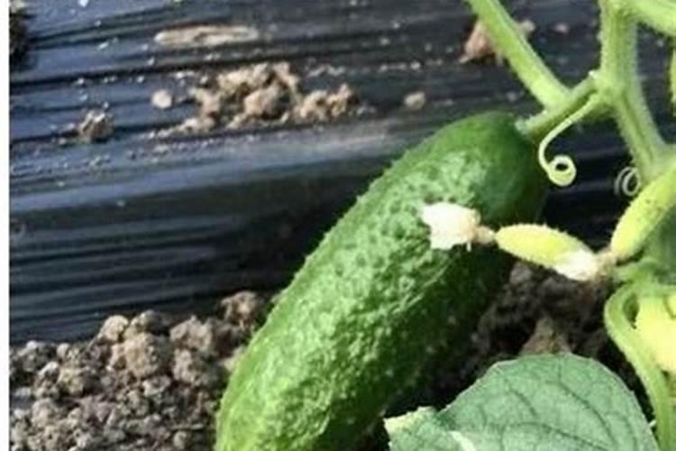 黄瓜几天一浇水几天一施肥