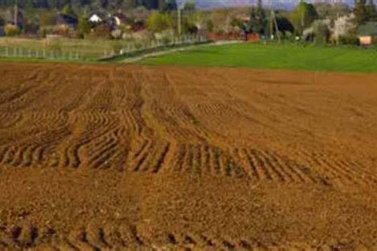 什么肥料能让土质松软