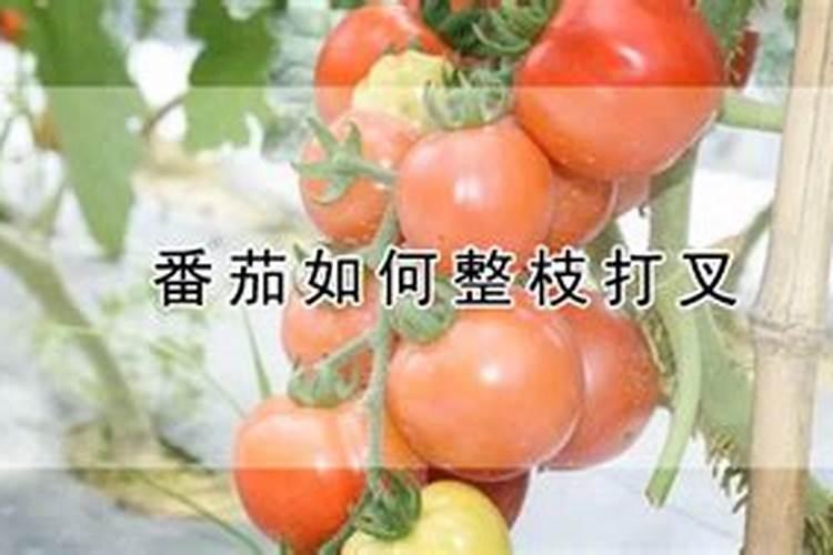 芹菜有什么营养成分 功效利尿镇痉