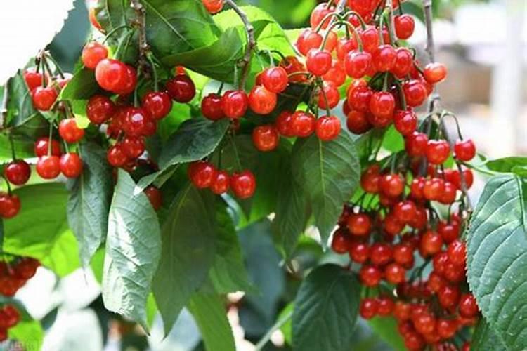 中药材黄芪生根用什么肥料好？中药材黄芪壮根哪个好？中药材黄芪一年追几...