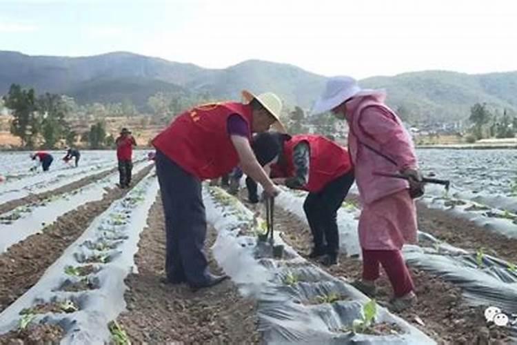 烤烟黑胫病用什么药