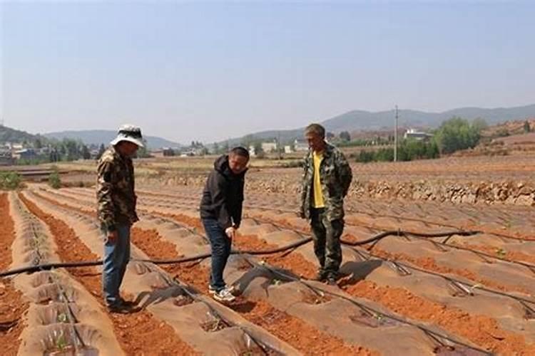 烟草施硫酸钾最佳时间 使用方法有哪些