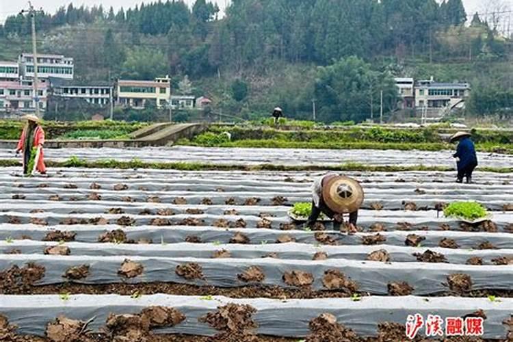 烤烟种植技术与方法