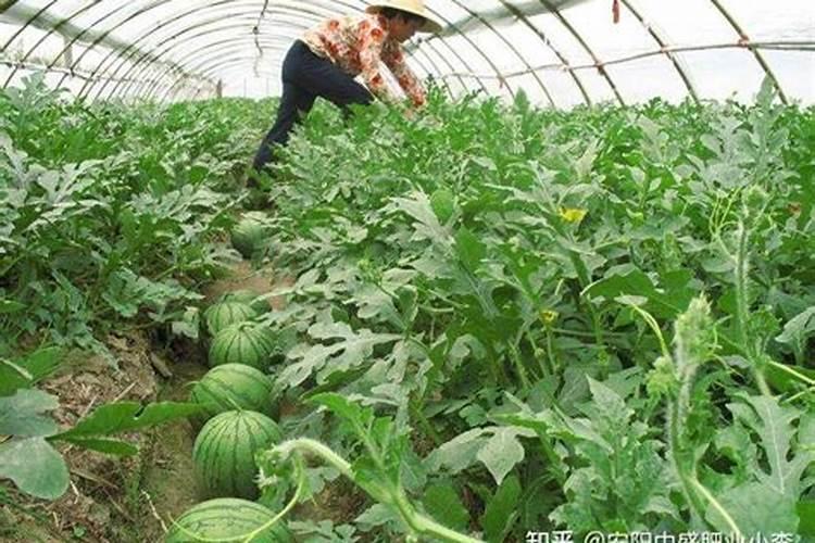 大棚蔬菜类如何合理使用硫酸钾型复合肥？