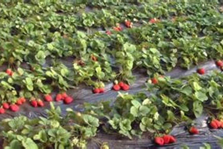 大棚蔬菜能用骨粉高钙肥吗