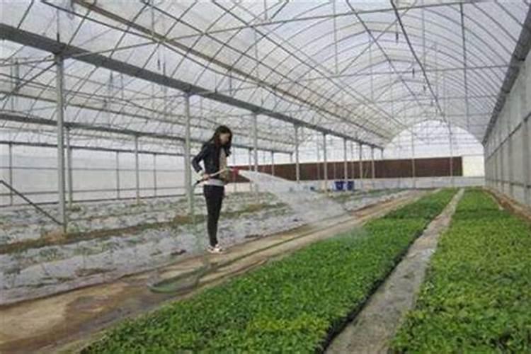 怎么给大棚蔬菜补钙？用什么钙肥比较好？