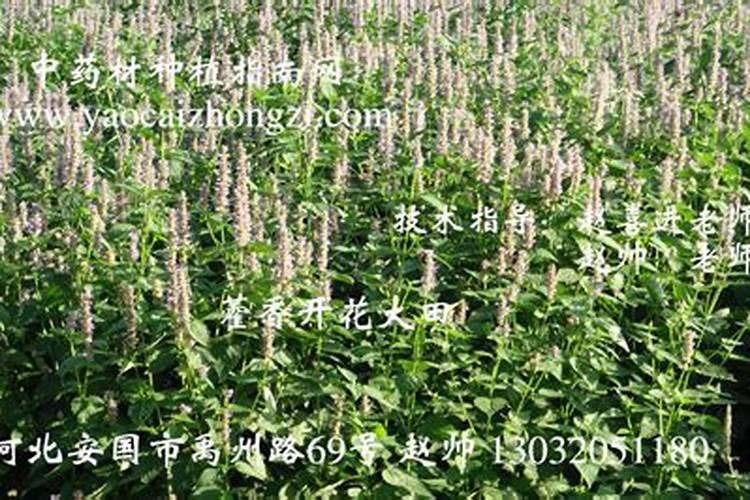 肥料对中草药种植的影响中草药种植使用什么肥料好