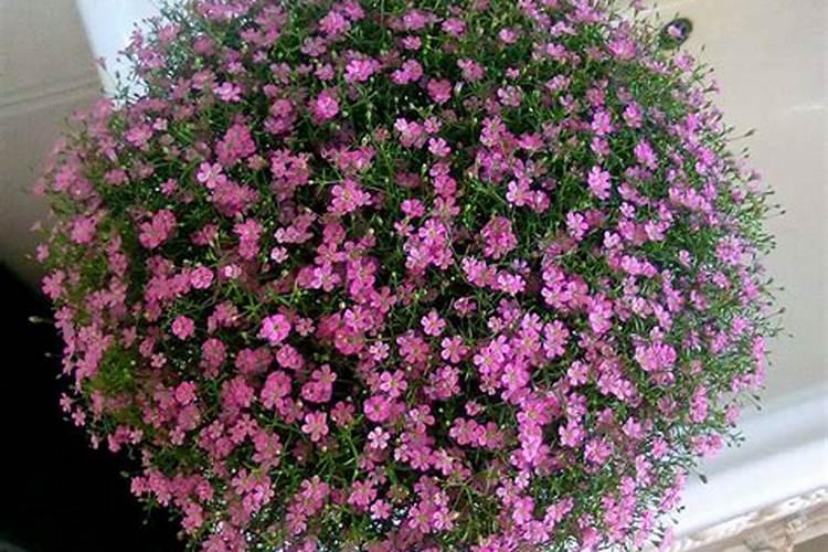 满天星施肥是直接晒在土表面吗