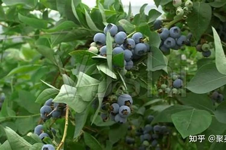 核桃树喷什么药最有效