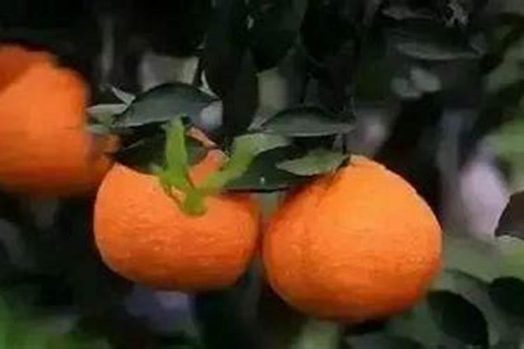 苹果什么时候摘袋好